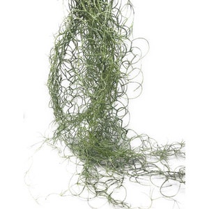 May include: A long strand of green Spanish moss, a type of air plant, hangs down in a loose, tangled mass.