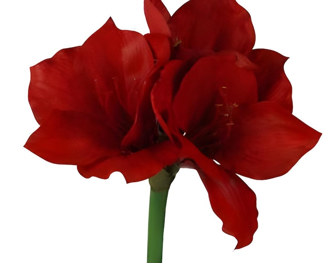 23" Faux Amaryllis Flower on Stem