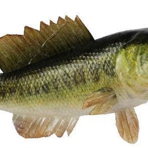 May include: A detailed, painted figurine of a largemouth bass fish with an open mouth. The fish has a green and yellow body with brown fins and a dark green back. The mouth is pink.