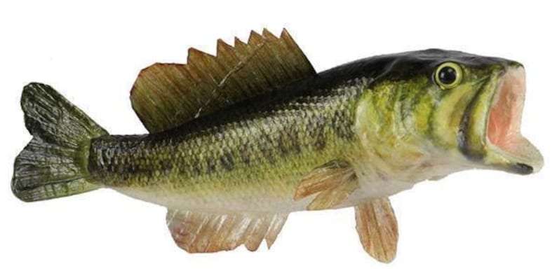 May include: A detailed, painted figurine of a largemouth bass fish with an open mouth. The fish has a green and yellow body with brown fins and a dark green back. The mouth is pink.