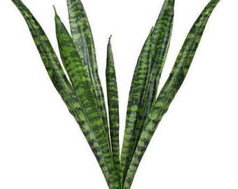 21" Artificial Snake Plant on Stem, Faux Snake Plant, Faux Sanseveria Plant, Mother In Law Tongue Plant, Planter Filler