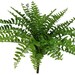 see more listings in the Plantes + Verdure section