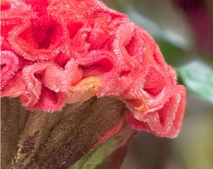 24" Faux Coral Celosia Flower on Stem, Unique Silk Flower, Summer Flowers, Artificial Flower, Vase Filler
