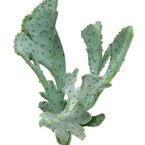 9.5" Faux Fan Cactus Plant on Stem, Succulent Pick