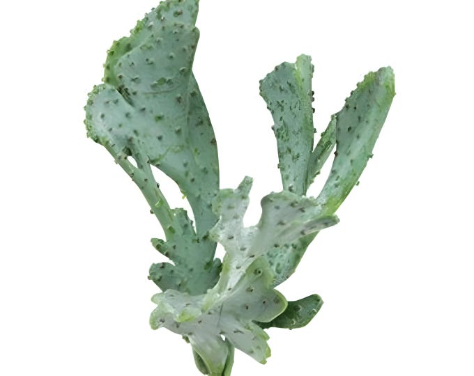 9.5" Faux Fan Cactus Plant on Stem, Succulent Pick