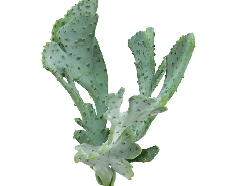 Puede incluir: Una planta suculenta verde y azul con una forma de hoja &uacute;nica, ondulada y texturizada.