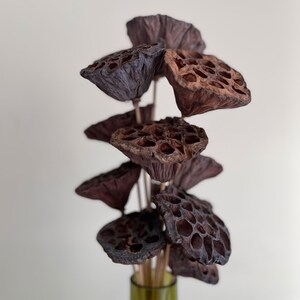 May include: A bouquet of dried lotus pods in shades of brown and dark purple arranged in a green glass vase.