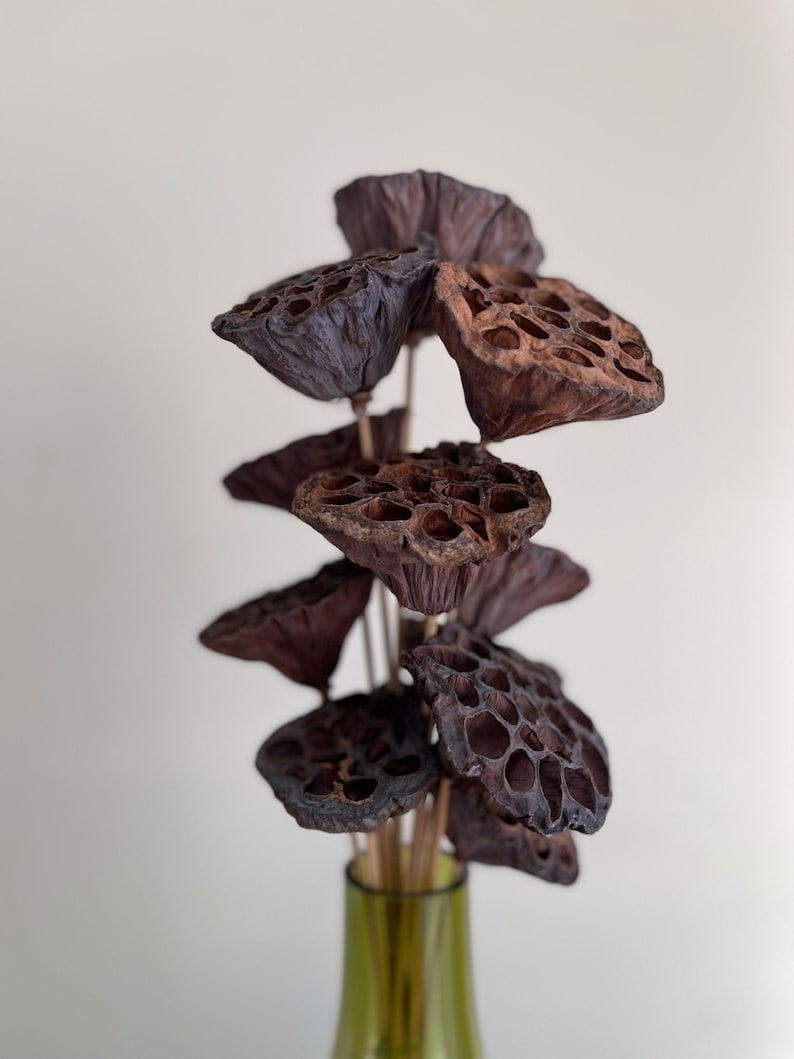 May include: A bouquet of dried lotus pods in shades of brown and dark purple arranged in a green glass vase.