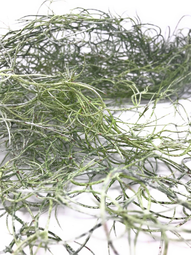 42 Large Artificial Spanish Moss Hanging Bush in Etsy