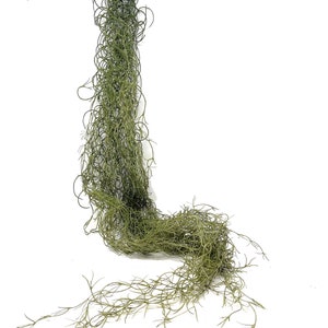 51" Large Artificial Spanish Moss Hanging Bush in Green-Tillandsia-Faux Air Plant-Everyday Greenery-Artificial Foliage-Floral Supply