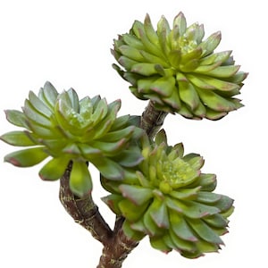 May include: A green succulent plant with three rosettes, each with a central cluster of small, pointed leaves. The plant has a brown stem and is isolated against a white background.