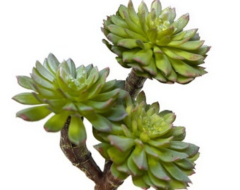 7&quot; Faux Outdoor UV Succulent Plant