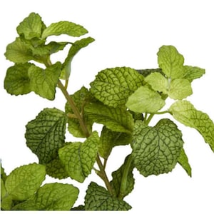 May include: A sprig of green mint with textured leaves.