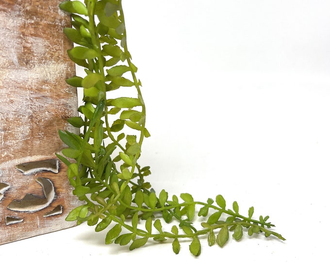 11" Small Hanging Plant, Faux Fern, Angel Fern Greenery Spray
