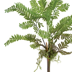 20 &quot;&quot;Natural Touch Frauenhaar Farn Blatt Spray mit Wurzeln.&quot;