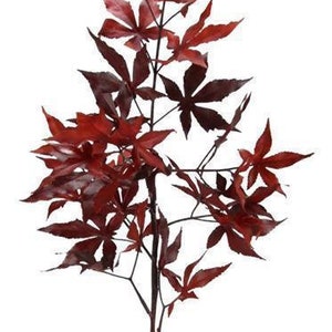 36" Faux Japanese Maple Leaf Spray, Fall Floral Stems, Fall Decor, Autumn Decor, Vase Filler, Floral Supply-CHOOSE COLOR