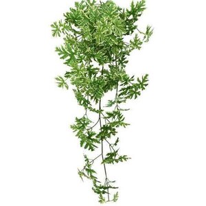 where to find a bonsai tree Grow Your Own Bonsai Tree Kit Chinese Juniper