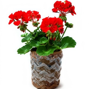 May include: A potted geranium plant with vibrant red flowers and green leaves. The plant is in a decorative ceramic pot with a textured, zigzag pattern in shades of brown, white, and blue. The background is plain white.