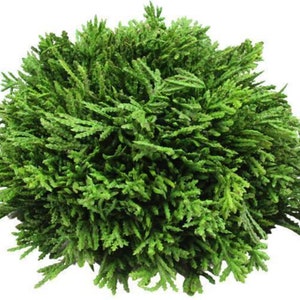 May include: A vibrant, round, artificial plant with dense, bright green foliage. The plant has a full, textured appearance, with numerous small, needle-like leaves creating a lush, natural look. Ideal for adding a touch of greenery to any space.