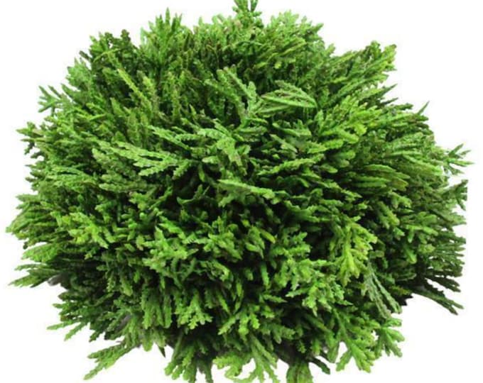 Faux Cedar Ball Half Sphere w/ Flat Bottom, Greenery Ball, Bowl Filler, Urn Filler, Planter Filler, Winter Greenery, Christmas Greenery
