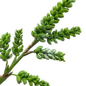 13&quot; LARGE Artificial Sedum Succulent Flower Pick in Green-Faux Succulent-Fake Succulent-Succulent Pick-Floral Supply