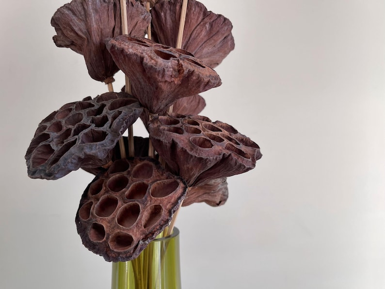 Dried Natural Lotus Pods on Stem, Vase Filler, Wreath Filler, Woodland Floral Decor, Wreath Supply, Floral Supply image 2