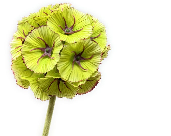 23" Faux Scabiosa Flower on Stem, Unique Silk Flower, Artificial Flower, Vase Filler