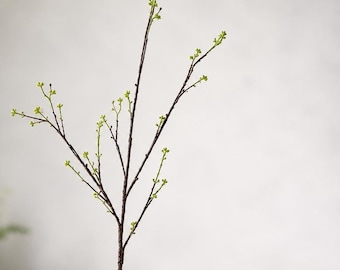May include: A slender, dark brown branch with a textured bark surface, featuring multiple smaller offshoots. Small, bright lime green buds are distributed along the length of the branch and its twigs, indicating early spring growth.
