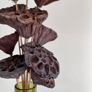 May include: A bouquet of dried lotus pods in a green glass vase. The pods are brown and have a honeycomb-like texture.