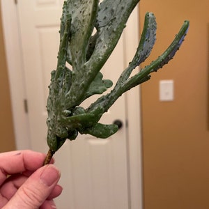 Puede incluir: Una sola planta suculenta verde con un tallo marr&oacute;n. La planta tiene una textura &uacute;nica y espinosa y est&aacute; dispuesta en forma de abanico.