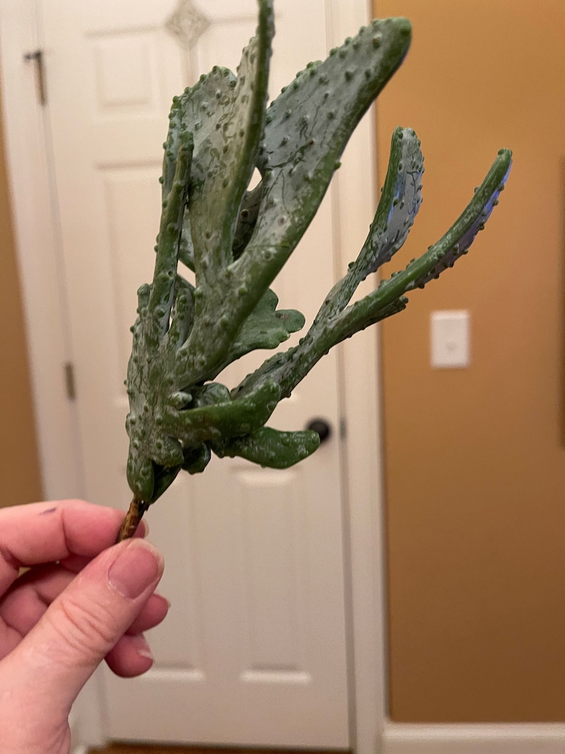 Puede incluir: Una sola planta suculenta verde con un tallo marr&oacute;n. La planta tiene una textura &uacute;nica y espinosa y est&aacute; dispuesta en forma de abanico.