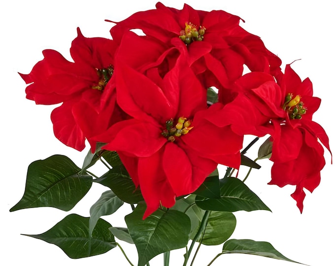 Outdoor Poinsettia, Velvet Poinsettia Plant Poinsettia Flower Bush Christmas Flowers, Planter Filler, Traditional Christmas Decor, 21"