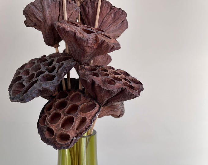 Dried Natural Lotus Pods on Stem, Vase Filler, Wreath Filler, Woodland Floral Decor, Wreath Supply, Floral Supply