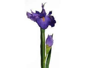 35" Artificial Bearded Iris in Purple, Faux Iris, Artificial Flowers, Vase Filler