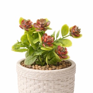 Faux Flowering Succulent Pick, Artificial Plant - 8.25"