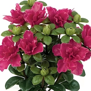 May include: A potted plant with vibrant pink azalea flowers and green leaves. The azaleas are in full bloom, creating a lush and colorful display.