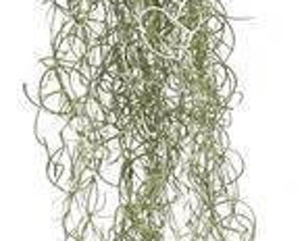 Don't forget to add Spanish Moss to your potted plants! #gardeninabasket  #topiary #spanishmoss #greenthumb