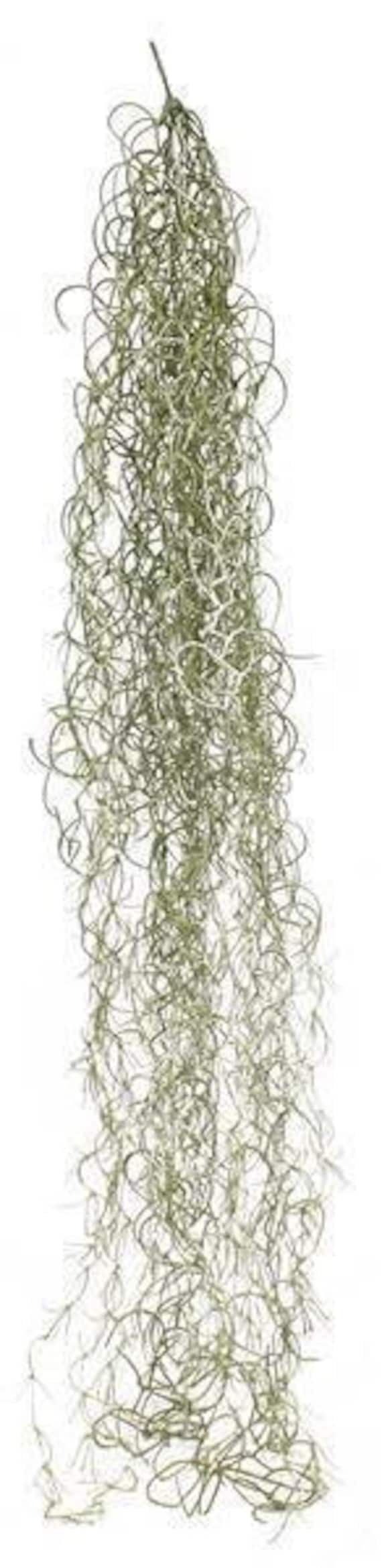 Light Green Faux Trailing Spanish Moss Artificial Fake Succulent Plant