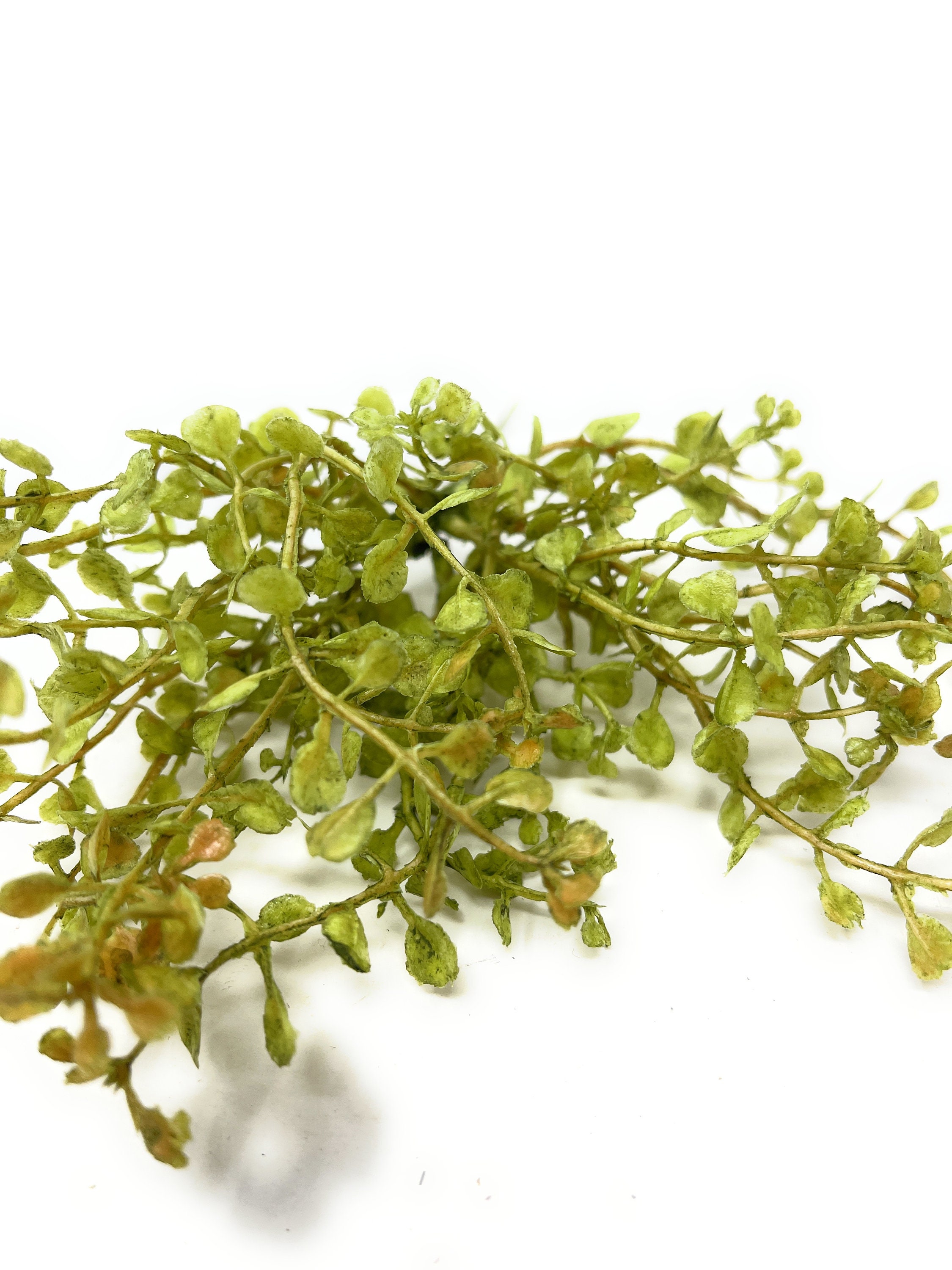 9 Artificial/Faux Greenery Grass Stem/Pick/Bush/PlantArtificial