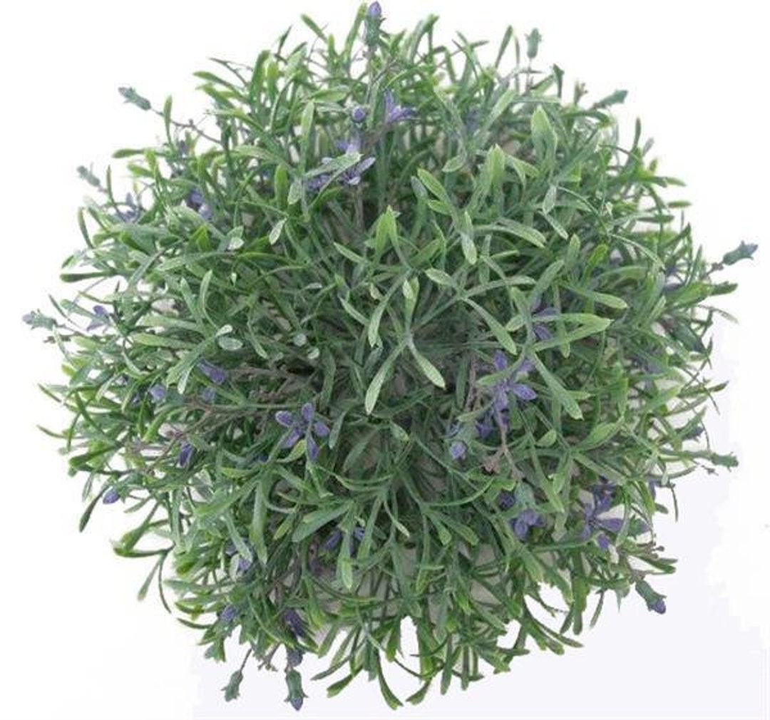 10 Wildflower Floral Half Sphere Periwinkle Half Ball Etsy