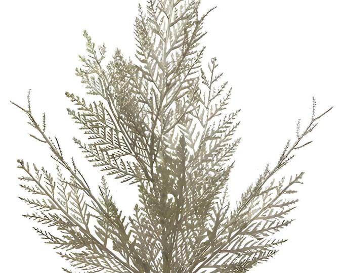 Faux Incense Cedar Stems - Champagne 24"