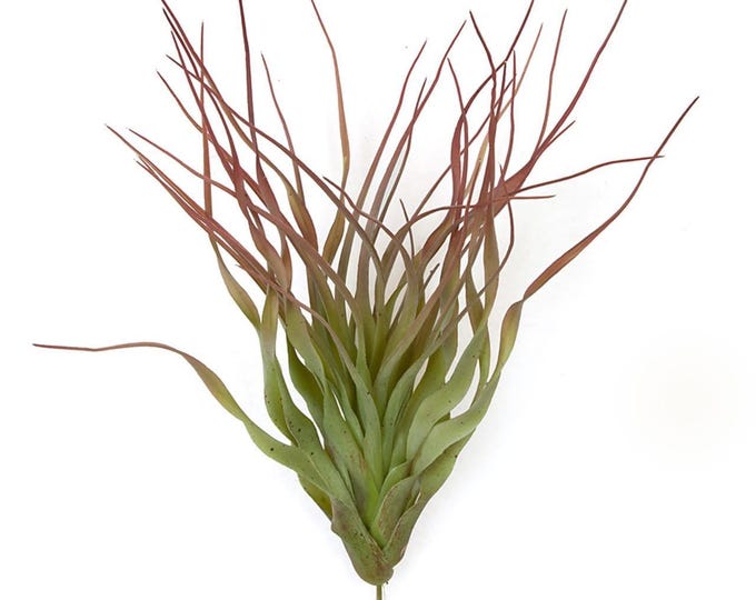 12" Faux Tillandsia Air Plant