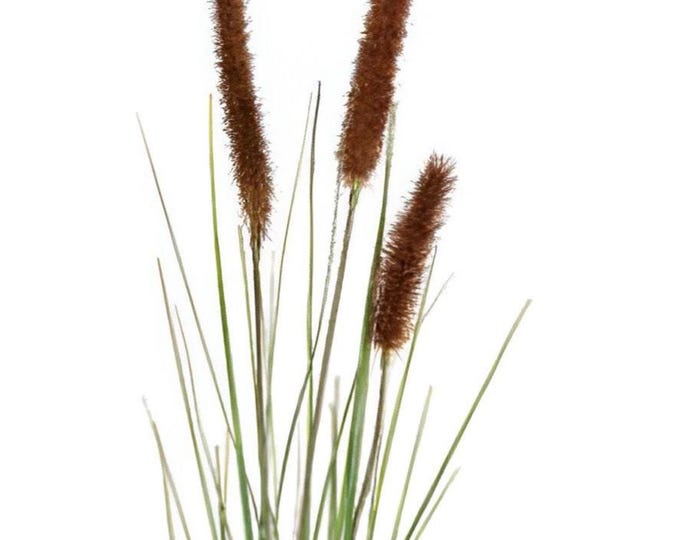 34" Ornamental Grass, Cattail Grass, Artificial Grass, Artificial Plant, Vase Filler, Pot Filler, Planter Filler