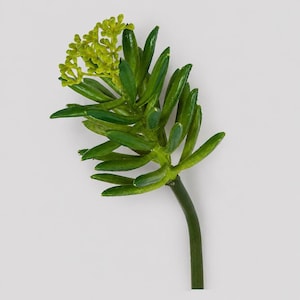 Faux Aeonium, Artificial Succulent Stem - 11"