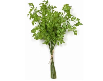 16" Artificial Faux Cilantro Plant Bundle-Artificial Herbs-Herb Plants-Kitchen Herbs-Farmhouse Herbs-Kitchen Greenery/Decor-Floral Supply