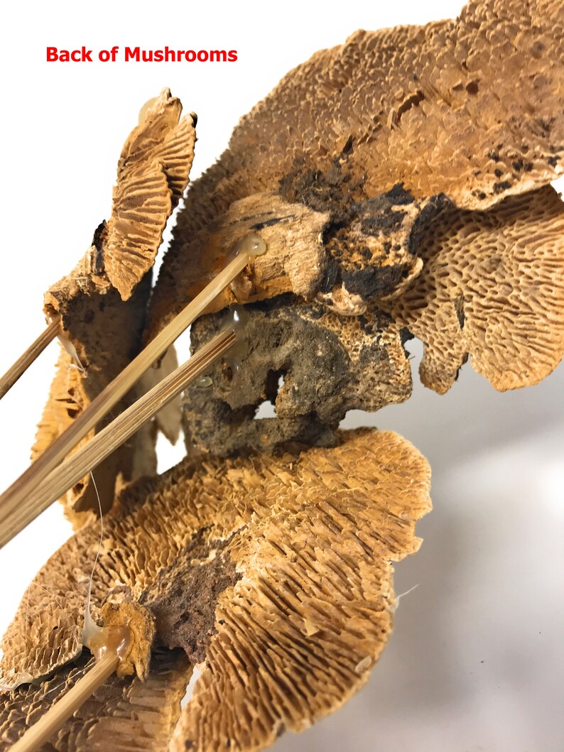 Set of 6 Natural Dried Sponge Mushroomsfloral Etsy