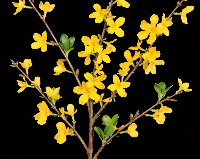 Artificial Forsythia Branch Stems - 29" Vase Filler