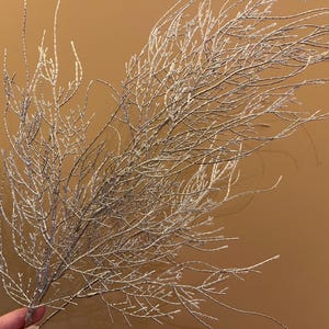 May include: A dried, white, feathery branch with delicate, wispy branches. The branch is against a light brown background.