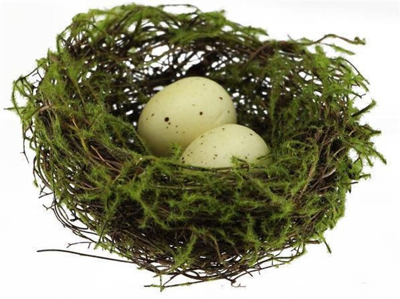May include: Two white speckled eggs nestled in a brown twig nest lined with green moss.
