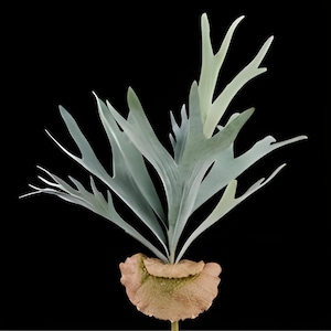 Artificial Staghorn Fern Bush Plant on Stem, Wall Mounted Fern, Tropical Plant